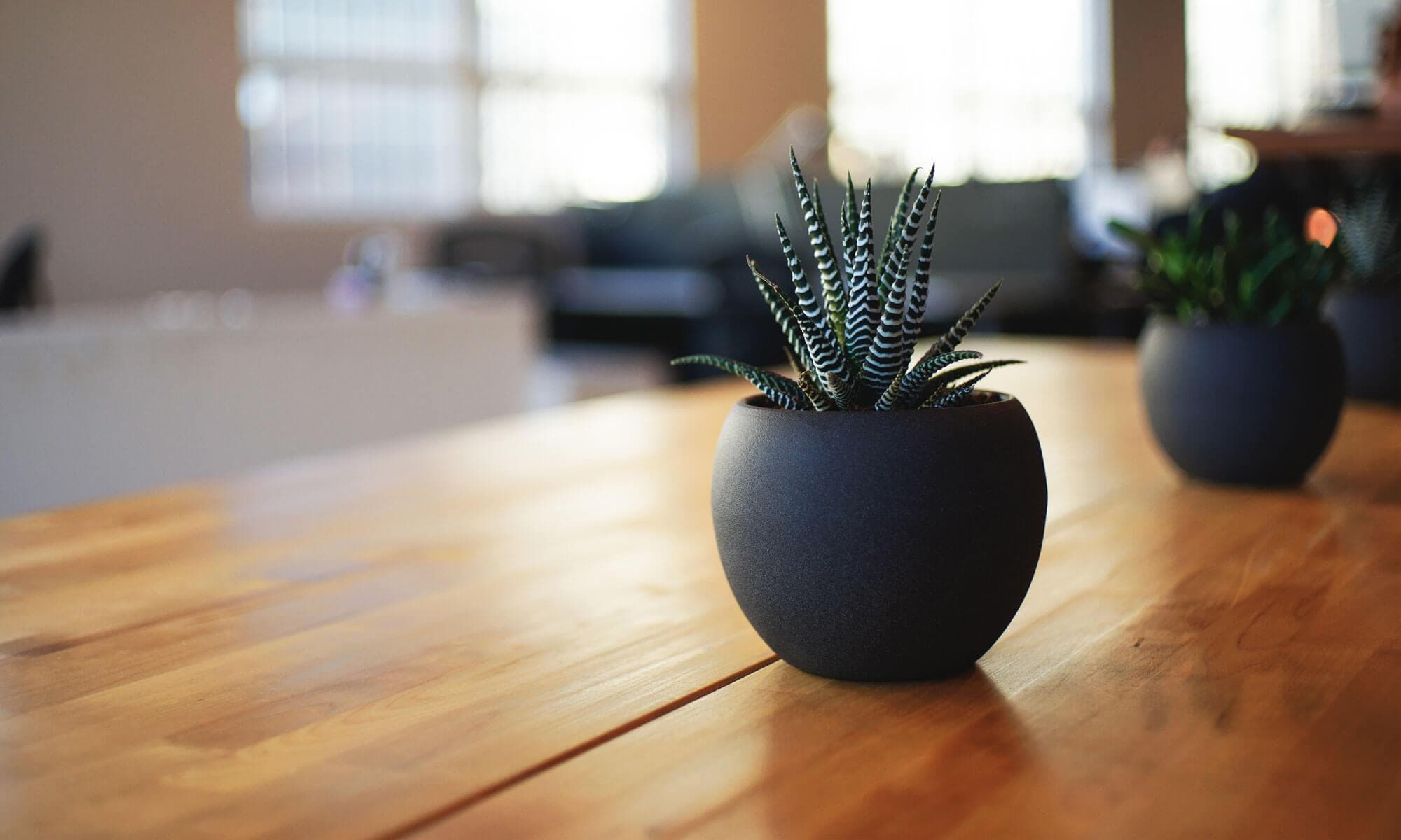 Houseplant on a table